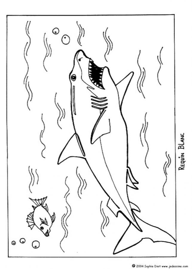 Desenho de Tubarão azul para colorir