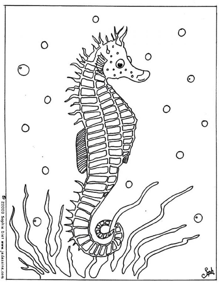 Ilustração de desenho de cavalo-marinho fofo para colorir