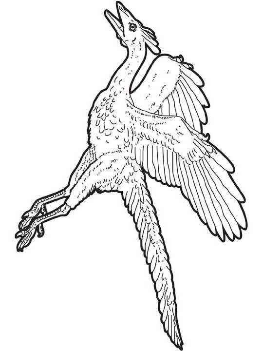 Desenho de Pterodáctilo para Colorir - Colorir.com