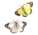 Animações de borboletas