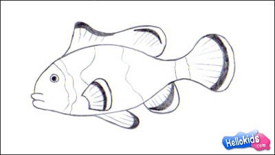 Como desenhar um peixe palhaço