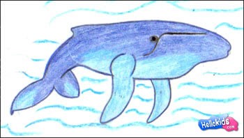 Como desenhar uma Baleia jubarte