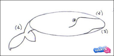 Como desenhar uma Baleia jubarte
