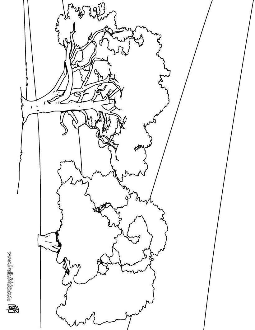 desenhos para colorir de desenho de pinheiro para colorir pt