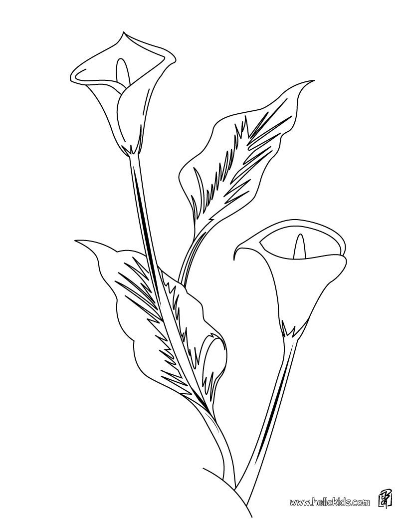 desenhos para colorir de desenho de um cravo para colorir pt