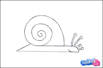 Como desenhar um Caracol