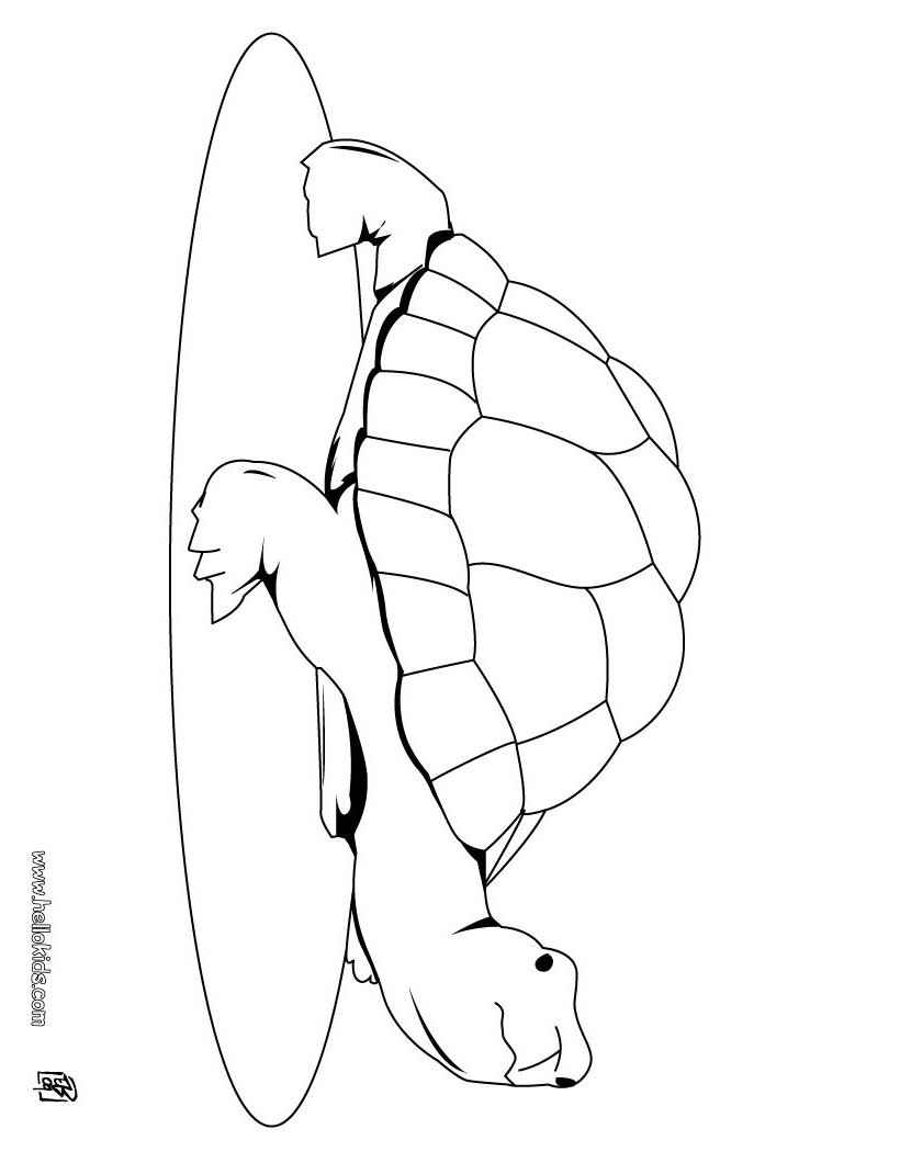 galapagos coloring pages turtle - photo #46