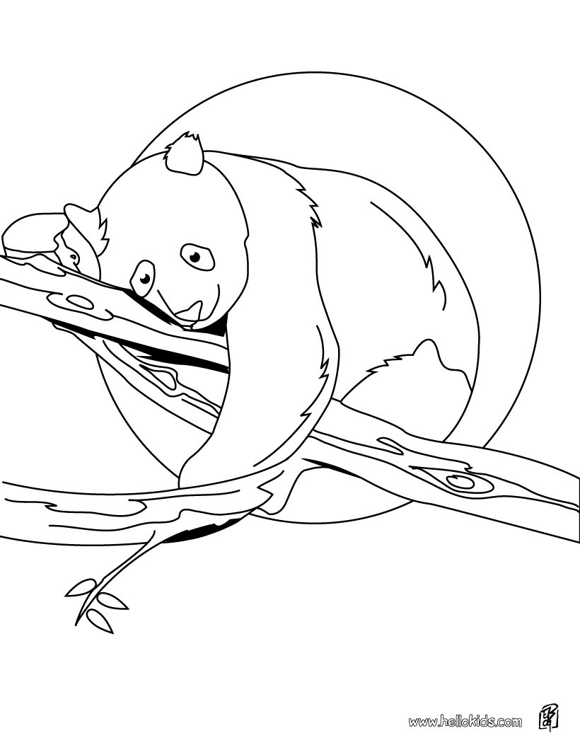 Desenho para colorir de bebê panda sentado em um galho de árvore