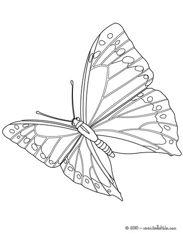 Desenho online para colorir: borboleta