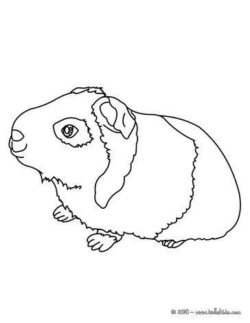 Desenhos para colorir de desenho de um porquinho-da-Índia para colorir  online 