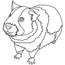 Featured image of post Hamster Kawaii Para Colorir Voc pode baixar e imprimir a desenhos de kawaii para colorir em colorironline com
