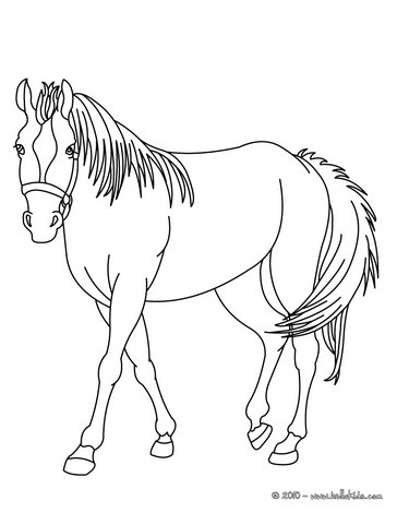 Cavalo  O Real Desenho