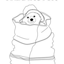 Paddington escondido em um saco