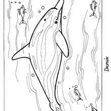 Retrato de um golfinho para colorir