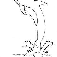 Desenho de um golfinho para colorir