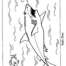 Desenho de um enorme tubarão-branco para colorir