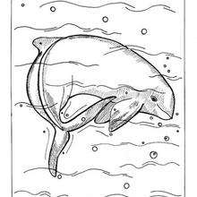 Desenho do Golfinho-do-irrawaddy para colorir