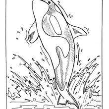 Desenho de uma Baleia assassina para colorir