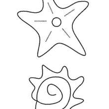 Desenho de uma estrela marinha e uma concha para colorir