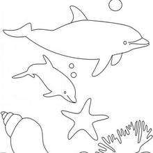 Desenho de um golfinho e uma concha para colorir