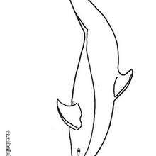 Retrato de um golfinho