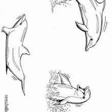 Desenho de golfinhos brincando para colorir