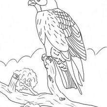 Desenho de um Falcão para colorir