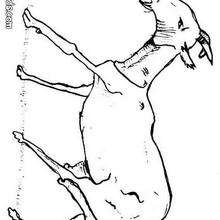 Desenho de uma cabra para colorir