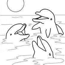 Desenho de três golfinhos brincando para colorir