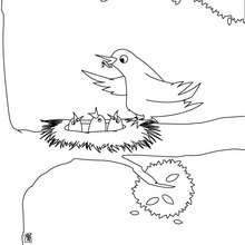 Desenho de um ninho para colorir