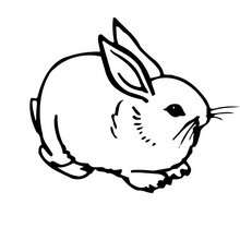 Desenho de um coelhinho fofo para colorir