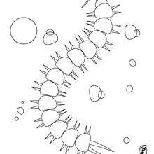 Desenho de uma Centopéia para colorir