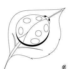 Desenho de uma joaninha para colorir