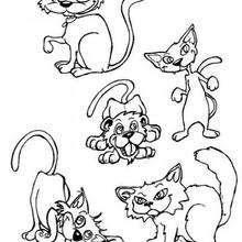 Desenhos para colorir de desenho de um cão com um gato para colorir  