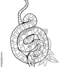 Desenho de Cobra venenosa para Colorir - Colorir.com