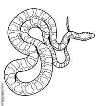 Desenhos para colorir de desenho de uma cobra fofa para colorir  