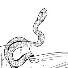 Desenho de uma cobra para colorir