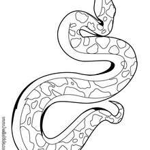 Desenho de Serpente grande para Colorir - Colorir.com