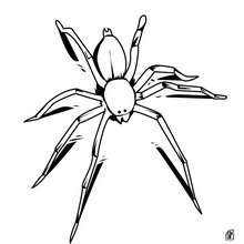 Desenho de uma aranha para colorir
