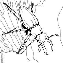 Desenho de um besouro para colorir online