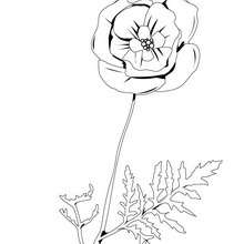 Desenho de uma flor Papoila para colorir