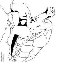 Desenho de uma Tartaruga-das-galápagos para colorir