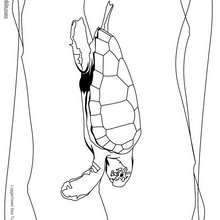 Desenho de uma tartaruga marinha para colorir