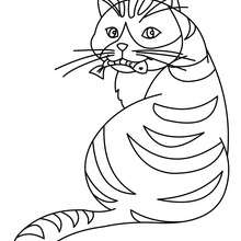 desenho de gatinho para colorir - Pesquisa Google