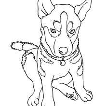 Desenho de Cachorro para colorir  Desenhos para colorir e imprimir gratis