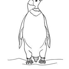 Um Pinguim para colorir online