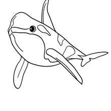 Desenho de uma Baleia para colorir