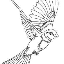 Desenho de um lindo pássaro voando para colorir