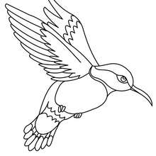 Desenho de um lindo Colibri para colorir