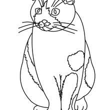 Desenho de Brincando de gato para colorir